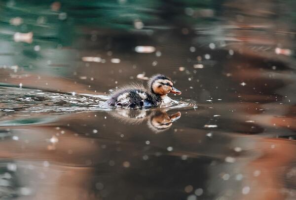 duck