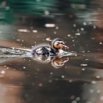 duck