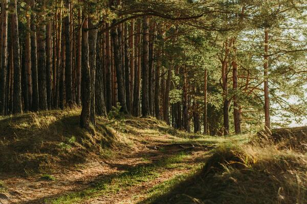wald